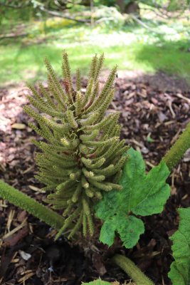 Gunnera manicata - barota rukávovitá - lata